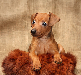 微型小狗棕色纯种狗雌性民品犬类家畜动物哺乳动物红色爪子图片