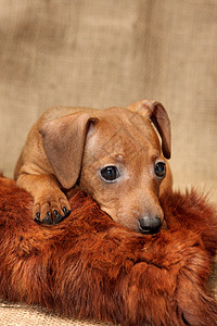微型小狗雌性哺乳动物动物棕色爪子民品家畜犬类红色纯种狗图片