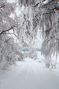 冬季风景和农村道路中的雪树分支机构白色地平线小路乡村车道季节天气图片