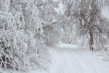 冬季风景和农村道路中的雪树天气乡村车道白色季节小路地平线分支机构图片