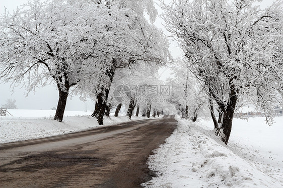 冬季风景中的雪树车道地平线乡村白色天气季节分支机构图片