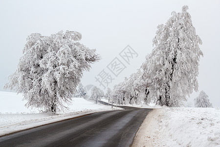 冬季风景中的雪树分支机构季节白色乡村车道地平线天气图片