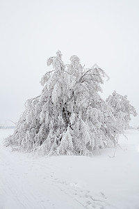 冬季风景中的雪树地平线季节乡村车道天气分支机构白色图片