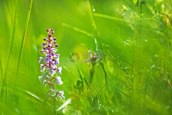 夏花盛开植物群植物基层石灰石保护紫色野花野生动物兰花球藻图片
