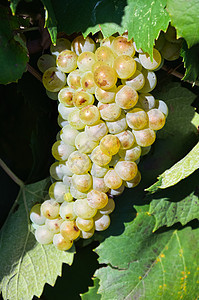 葡萄园中的葡萄晴天叶子酒厂植物群农业水果生长栽培浆果收成图片