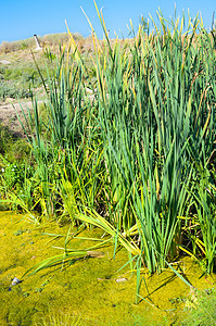 小池塘植物芦苇浮萍叶子池塘甘蔗季节植物群镜子湿地图片