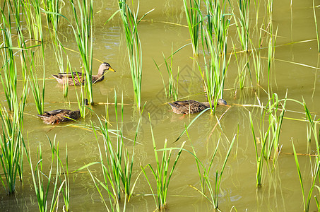 池塘里的鸭子杂草农场小鸭子反射翅膀水禽动物团队游泳漂浮图片