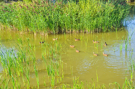 池塘里的鸭子团队蓝色晴天动物反射公园农场灌木丛翅膀小鸭子图片