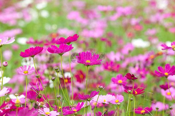 草原上美丽的花朵生长园艺草地蓝色花园场地天空生活植物叶子图片