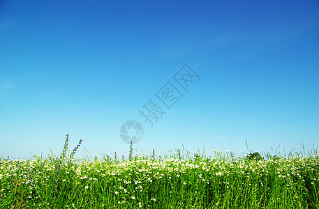 绿绿地农村农场天空天堂阳光植物地平线草原牧场晴天图片