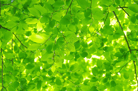 绿叶叶子森林植物宏观树叶树木环境生长绿色图片