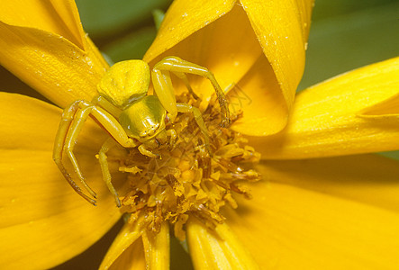 黄花上的金色蜘蛛图片