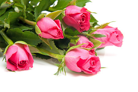 粉红玫瑰花束叶子浪漫花朵植物群粉色荆棘图片