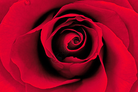 美丽的红玫瑰浪漫树叶红色背景图片