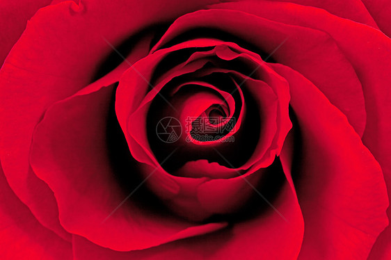 美丽的红玫瑰浪漫树叶红色图片