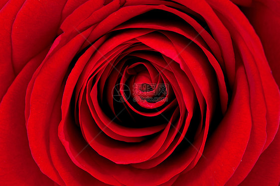 美丽的红玫瑰的背景背景图片