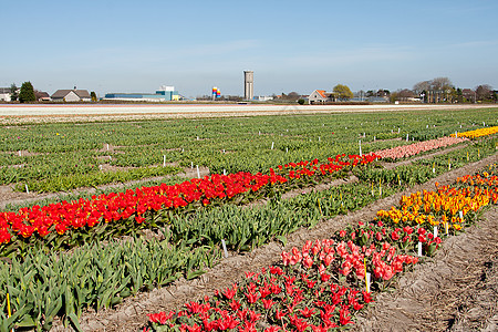 荷兰风景 带白色郁金香的灯泡田图片