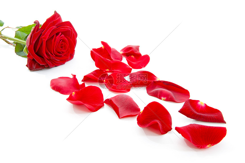 红玫瑰和叶子花朵树叶红色图片