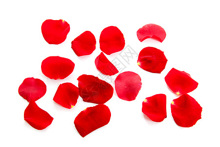 红玫瑰花瓣红色花朵树叶背景图片