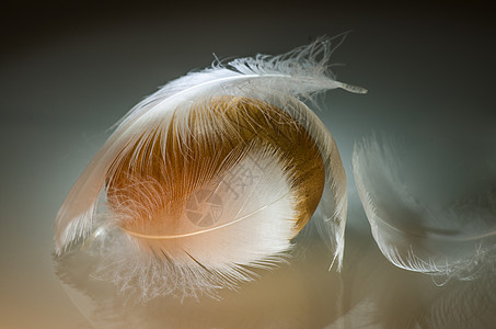 羽毛蛋3镜子食物热情反射反光板人类特征玻璃板背景图片