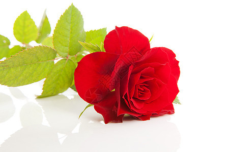 一朵美丽的红玫瑰图片