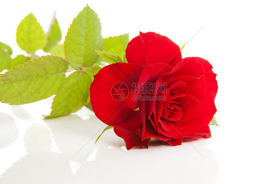 一朵美丽的红玫瑰图片