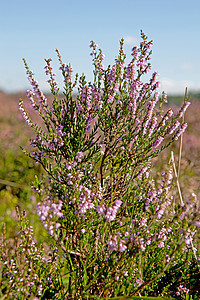 埃丽卡赫赫紫色花朵沼泽地植物粉色衬套场地沙丘季节性图片