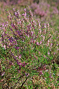 埃丽卡赫赫沼泽地粉色植物场地沙丘花朵衬套季节性紫色图片