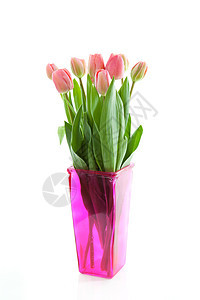 粉红色花瓶中的荷兰郁金香花束灯泡植物植物学花朵粉色图片
