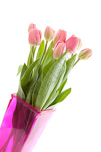 粉红色花瓶中的荷兰郁金香花束花朵植物灯泡粉色植物学背景图片