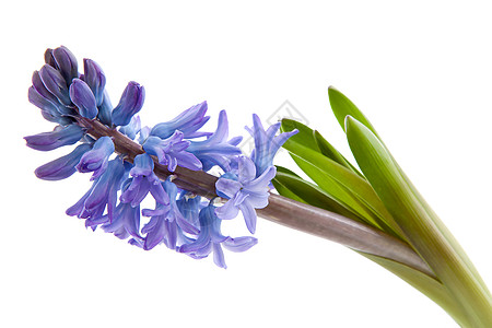 紫色花朵植物紫丁香灯泡季节性背景图片