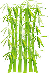 白上隔离的绿竹子植物图片