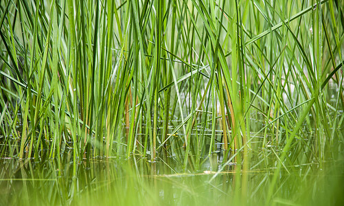 池塘中的青草花园绿色静物植物图片