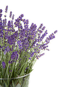 玻璃花瓶中的彩色熏衣草香气紫色花束草本花朵香味紫丁香植物芳香图片