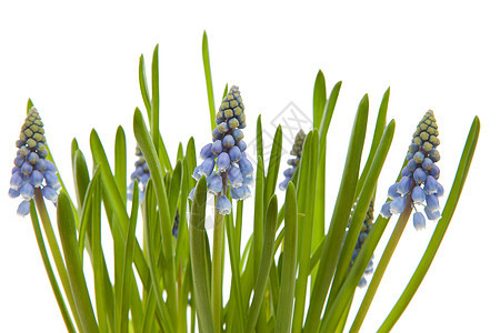 Muscari 花花 又称蓝葡萄灯泡植物学杏仁植物群蓝色花朵植物绿色树叶图片