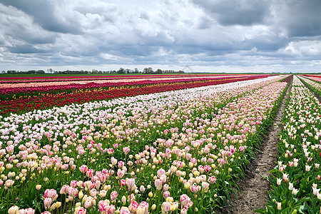 有许多多彩郁金香的荷兰字段图片