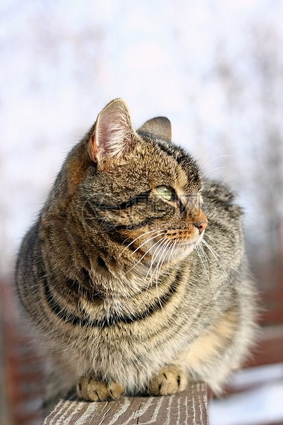 木墙上的大猫图片