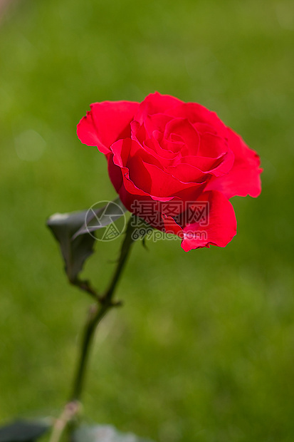 红玫瑰花朵绿色花园玫瑰图片
