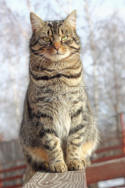 猫在栅栏上哺乳动物猫咪动物小猫平衡猫科动物杂技宠物优美毛皮图片