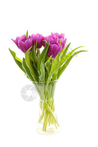 花瓶中的紫色荷兰郁金香图片