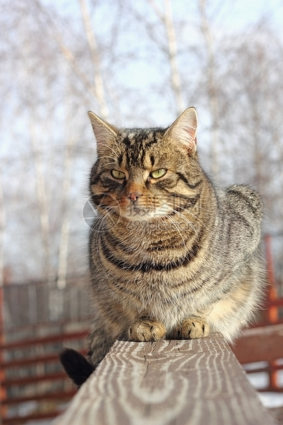 木栅栏上的猫图片