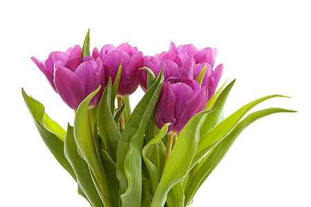 荷兰紫色郁金香图片