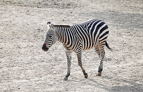 斑马哺乳动物动物园白色条纹公园野生动物黑色动物荒野图片