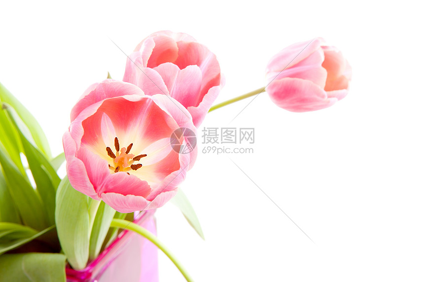 粉红色荷兰郁金香花束花朵灯泡花瓶植物学植物粉色图片