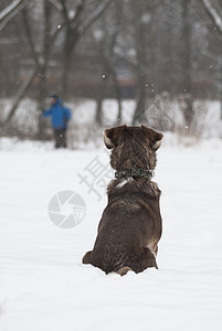 坐在雪地里的哈斯基狗图片