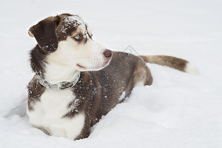 霍斯基狗躺在雪地里朋友毛皮白色森林棕色犬类宠物犬齿哺乳动物姿势图片