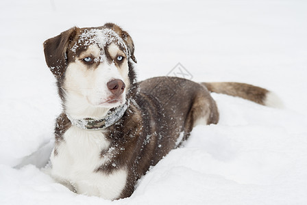 霍斯基狗躺在雪地里猎犬哺乳动物白色朋友森林毛皮犬齿蓝色犬类姿势图片