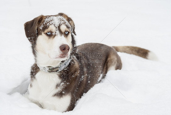 霍斯基狗躺在雪地里猎犬哺乳动物白色朋友森林毛皮犬齿蓝色犬类姿势图片