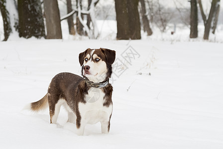霍斯基狗站在雪地里哺乳动物森林白色犬类棕色犬齿蓝色姿势毛皮宠物图片
