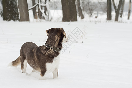 霍斯基狗站在雪地里猎犬棕色白色哺乳动物公园犬齿蓝色姿势朋友宠物图片